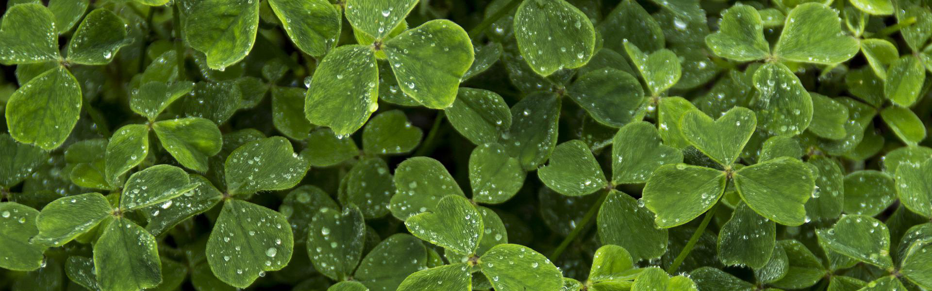 Parade Application 2024 St. Patrick's Day Parade Wilmington, NC